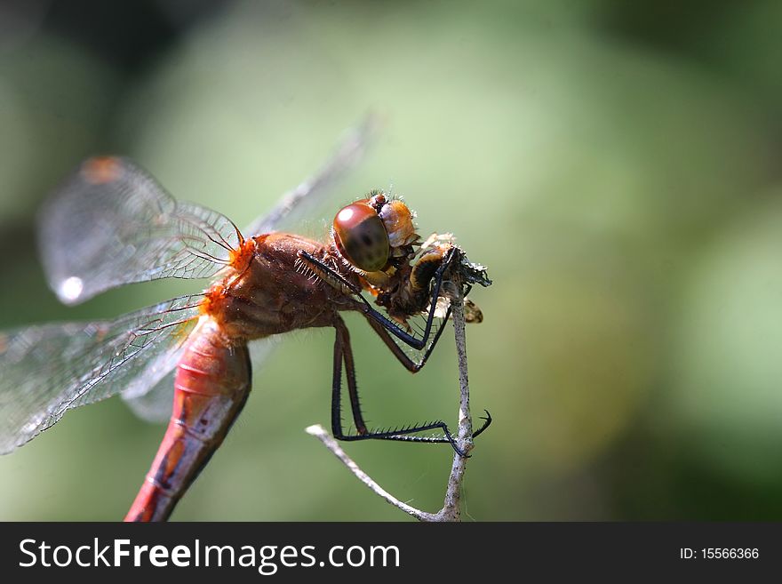 Ruby Meadowhawk Dragonfly Sympetrum rubicundulum feeding on prey in sun
