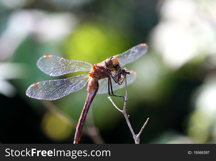 Ruby Meadowhawk Dragonfly Sympetrum rubicundulum feeding close-up