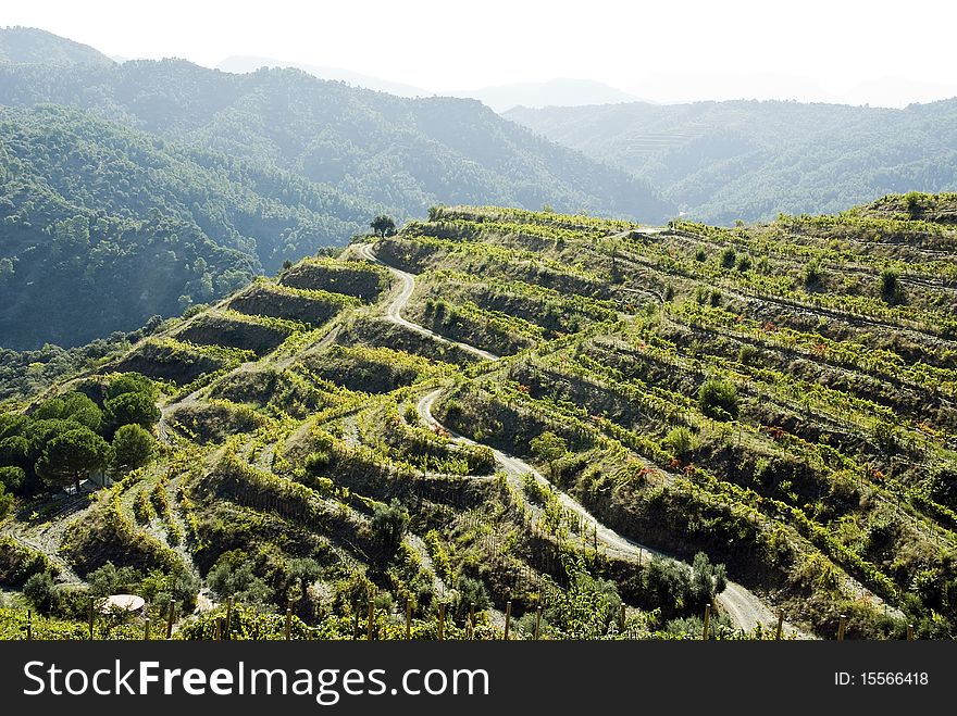 Terraces of vine rows in the mountain. Terraces of vine rows in the mountain.