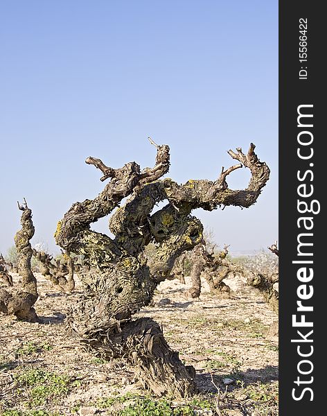 Vine plant in rioja with view on the terroir