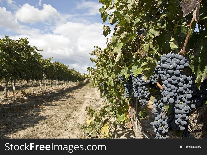 Red grape growing on the vine inline with the vine row. Red grape growing on the vine inline with the vine row.