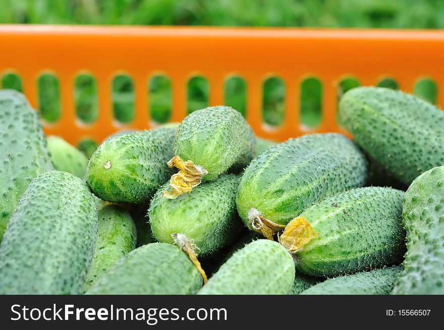 The ripe cucumbers in orange basket