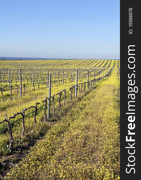 Flowered vineyards pruned in the winter season,  Alentejo, Portugal. Flowered vineyards pruned in the winter season,  Alentejo, Portugal