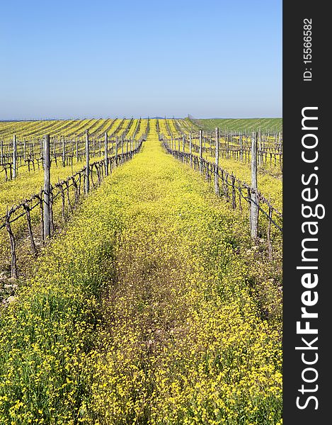 Flowered vineyards pruned in the winter season,  Alentejo, Portugal. Flowered vineyards pruned in the winter season,  Alentejo, Portugal