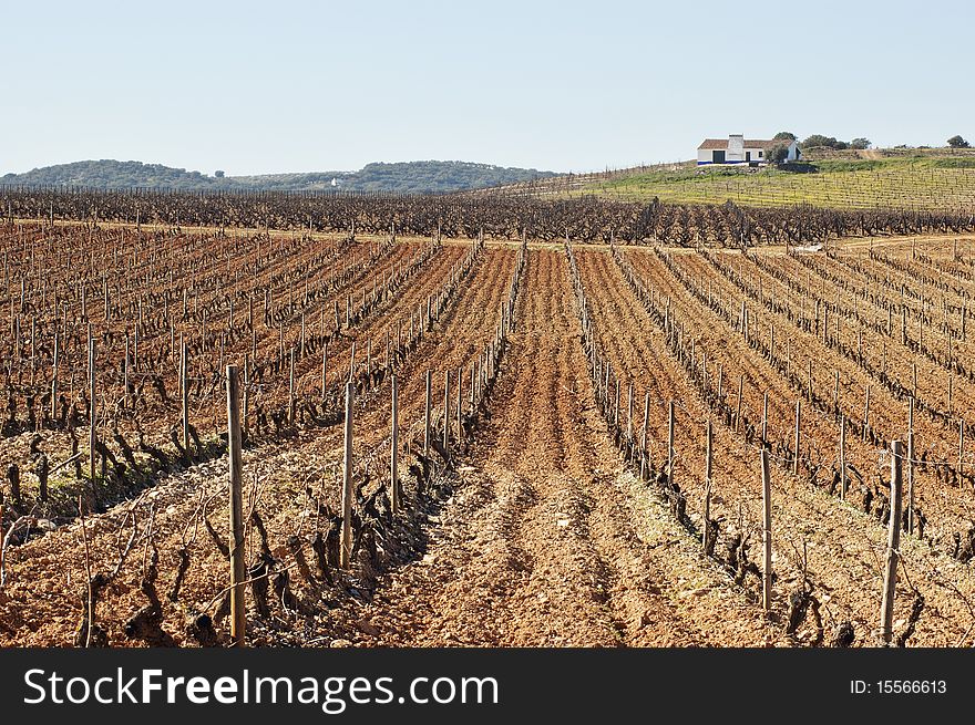 Vineyards pruned in the winter season, Alentejo, Portugal. Vineyards pruned in the winter season, Alentejo, Portugal