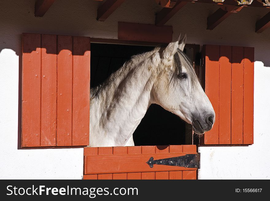 White horse in a stall looking outside,  Alentejo, Portugal