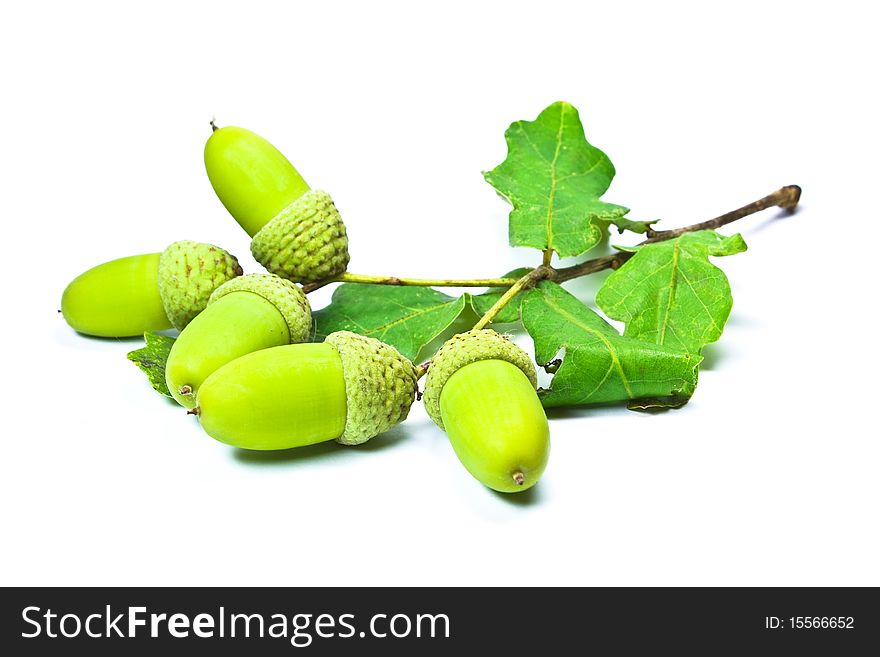 White isolated green acorns branch