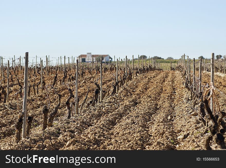 Vineyards pruned in the winter season, Alentejo, Portugal. Vineyards pruned in the winter season, Alentejo, Portugal