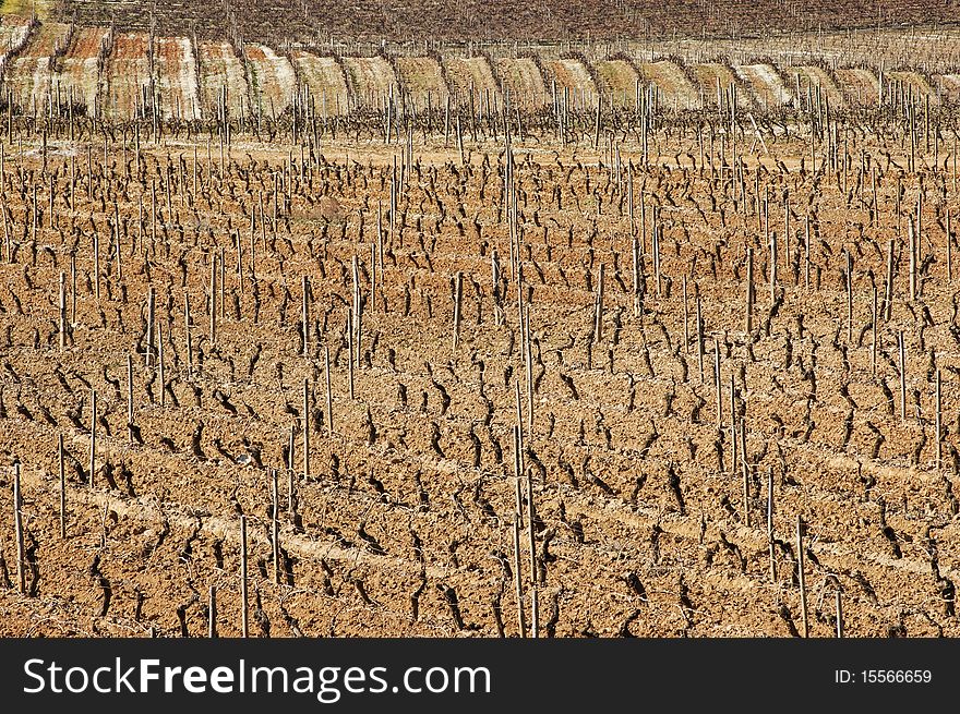 Vineyards in winter