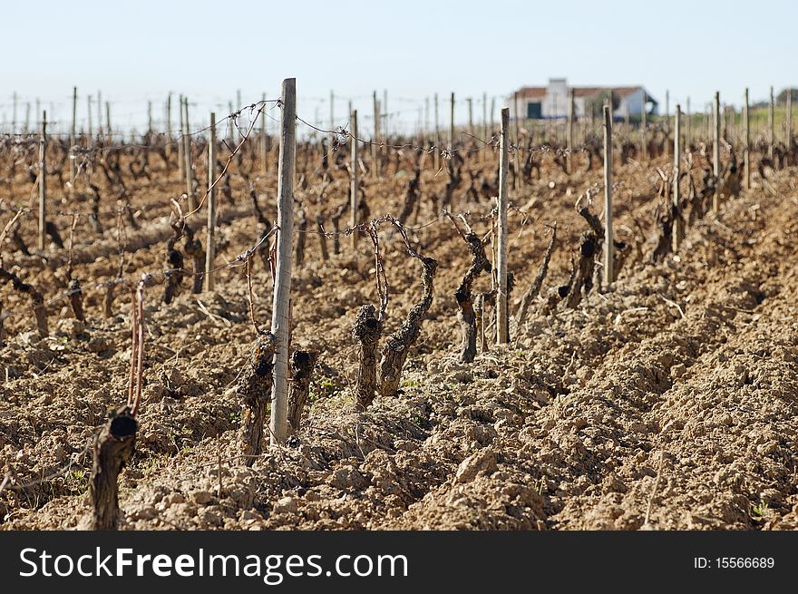 Vineyards pruned in the winter season, Alentejo, Portugal. Vineyards pruned in the winter season, Alentejo, Portugal