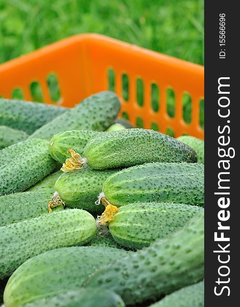 The ripe cucumbers in orange basket