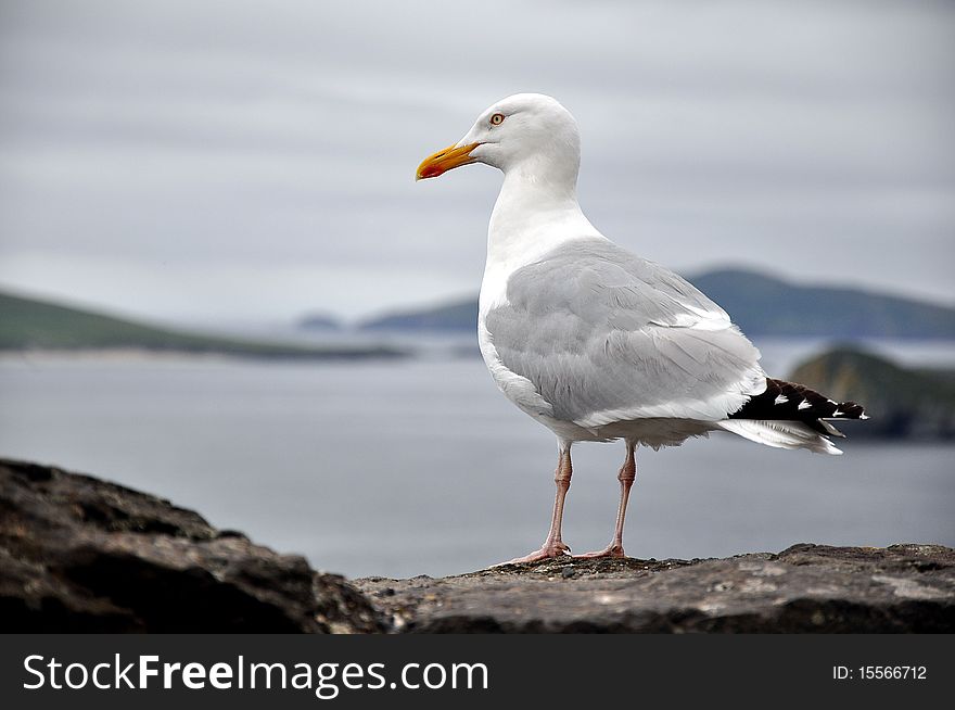 End Of Europe - Seagull Abot To Take Flight