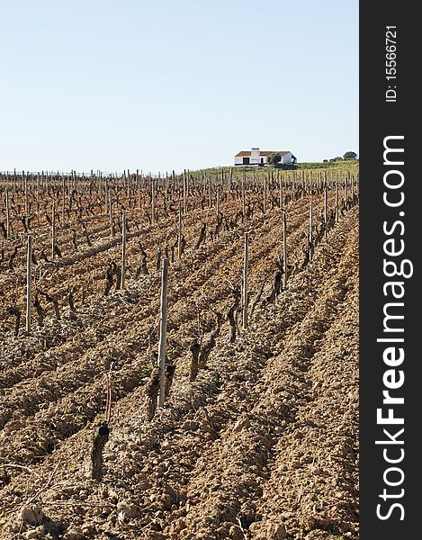 Vineyards pruned in the winter season,  Alentejo, Portugal. Vineyards pruned in the winter season,  Alentejo, Portugal