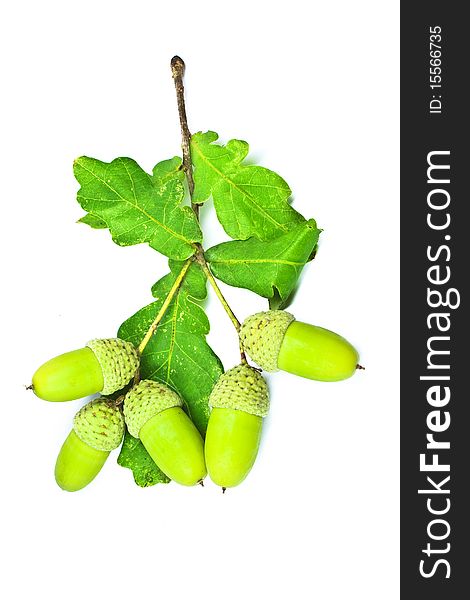 White isolated green acorns branch