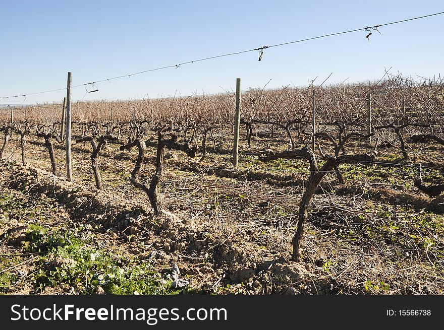 Vineyards pruned in the winter season,  Alentejo, Portugal. Vineyards pruned in the winter season,  Alentejo, Portugal