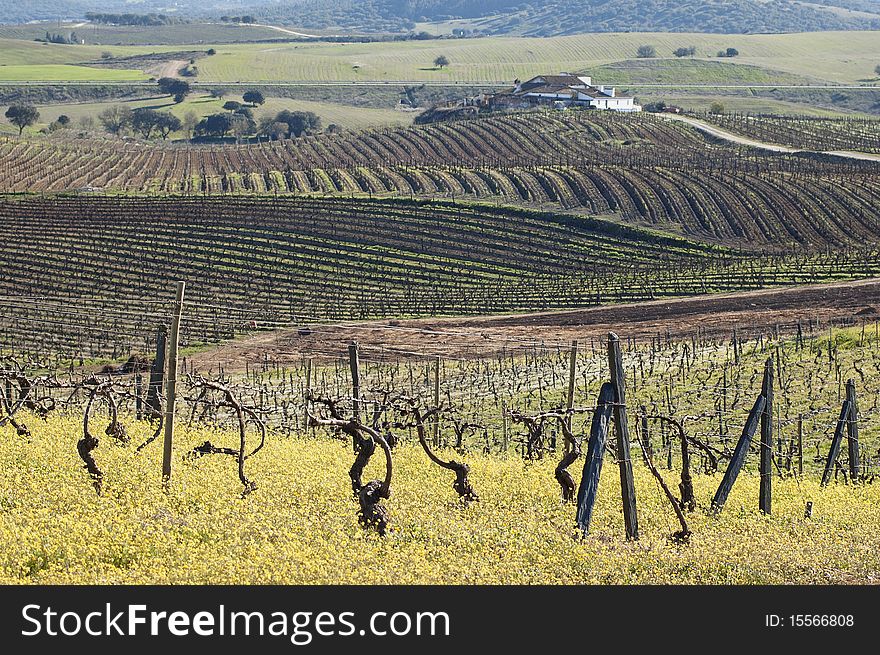 Vineyards pruned in the winter season, Alentejo, Portugal. Vineyards pruned in the winter season, Alentejo, Portugal