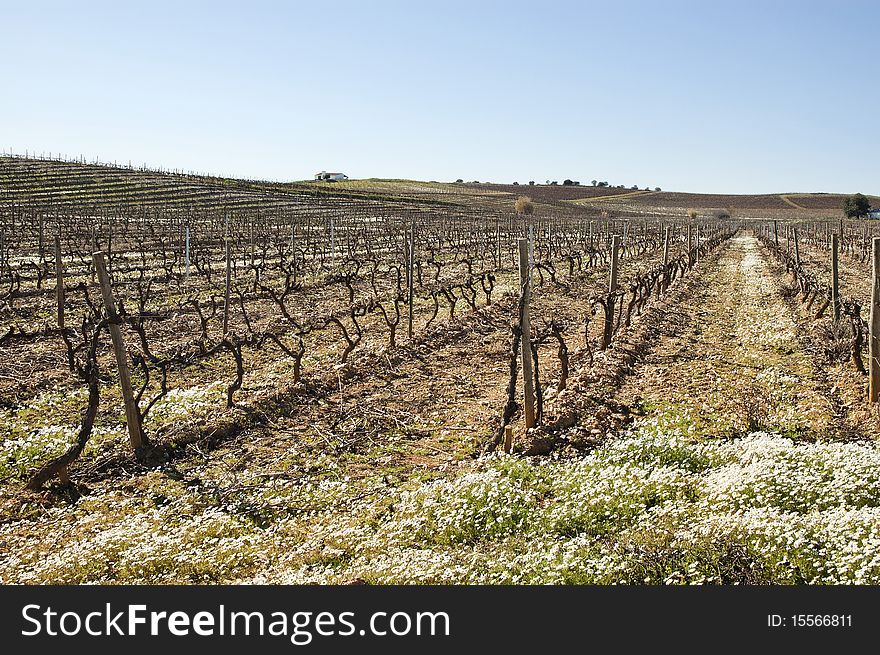 Vineyards in winter