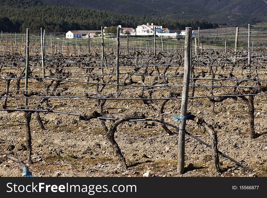 Vineyards pruned in the winter season,  Alentejo, Portugal. Vineyards pruned in the winter season,  Alentejo, Portugal