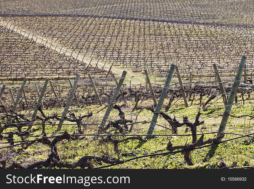 Vineyards pruned in the winter season,  Alentejo, Portugal. Vineyards pruned in the winter season,  Alentejo, Portugal