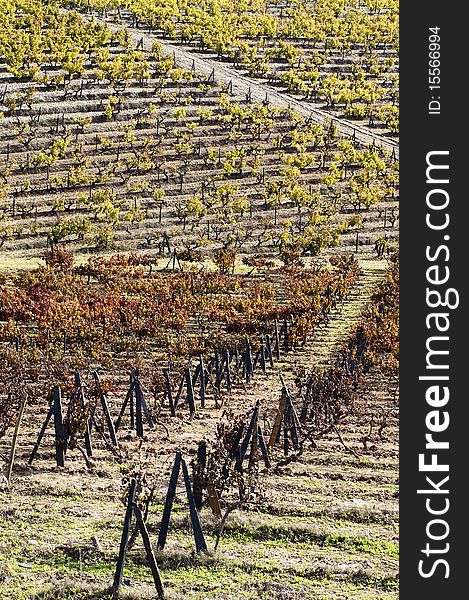 Colorful vineyards in the fall season,  Alentejo, Portugal