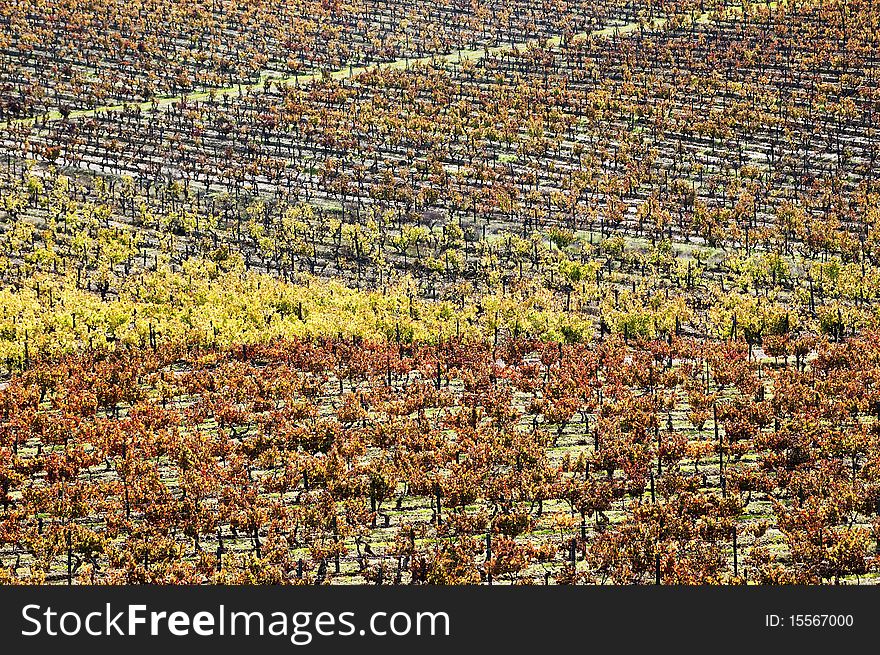 Colorful vineyards in the fall season,  Alentejo, Portugal