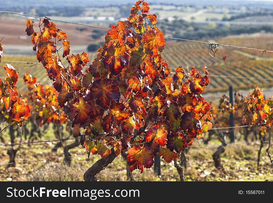 Colorful vineyards in the fall season, Alentejo, Portugal