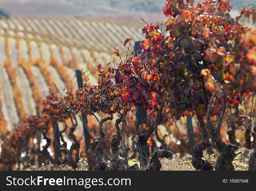 Colorful vineyards in the fall season, Alentejo, Portugal