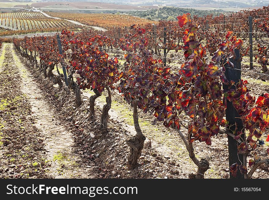 Colorful vineyards in the fall season, Alentejo, Portugal