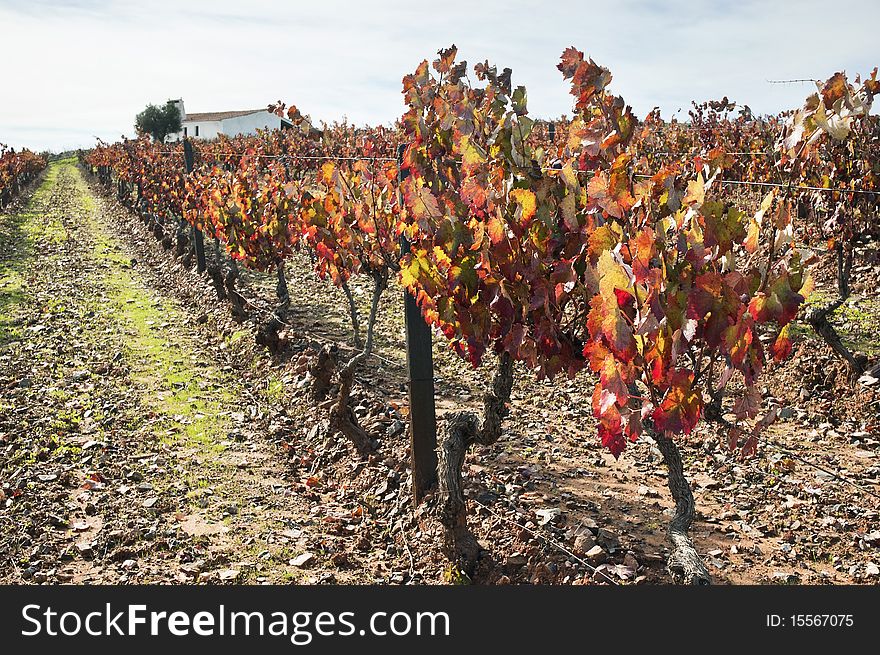 Colorful vineyards in the fall season, Alentejo, Portugal