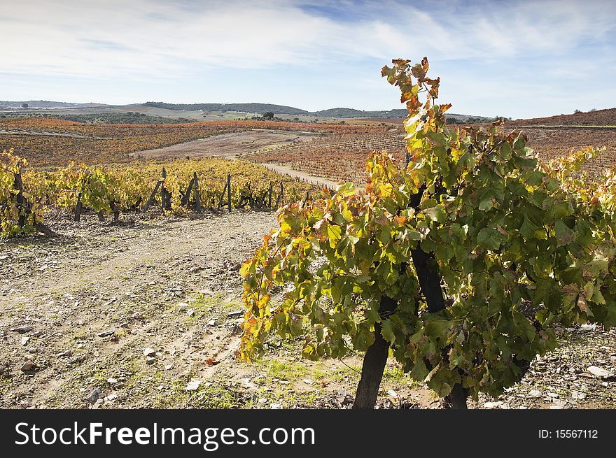 Colorful vineyards in the fall season, Alentejo, Portugal