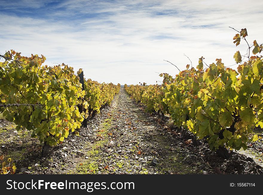 Colorful vineyards in the fall season,  Alentejo, Portugal