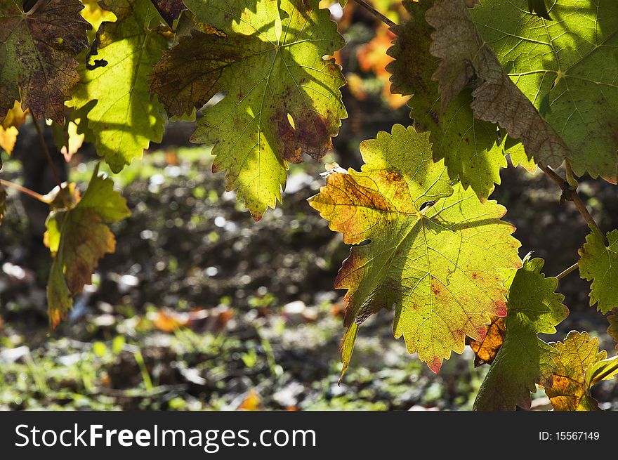 Colorful vineyards in the fall season,  Alentejo, Portugal