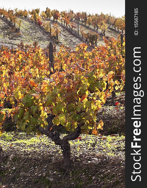 Colorful vineyards in the fall season, Alentejo, Portugal