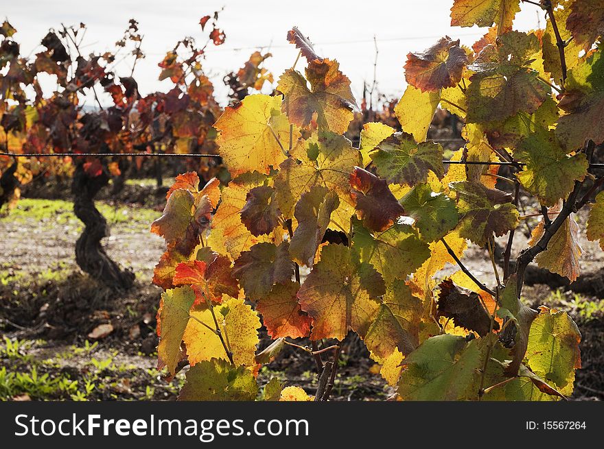 Colorful vineyards in the fall season,  Alentejo, Portugal