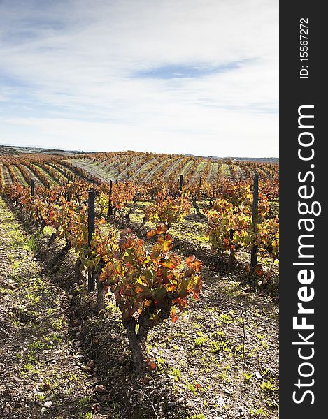 Colorful vineyards in the fall season, Alentejo, Portugal