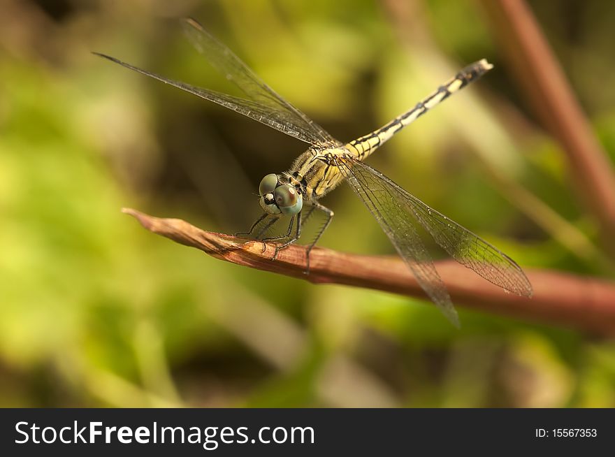 A dragonfly close up image