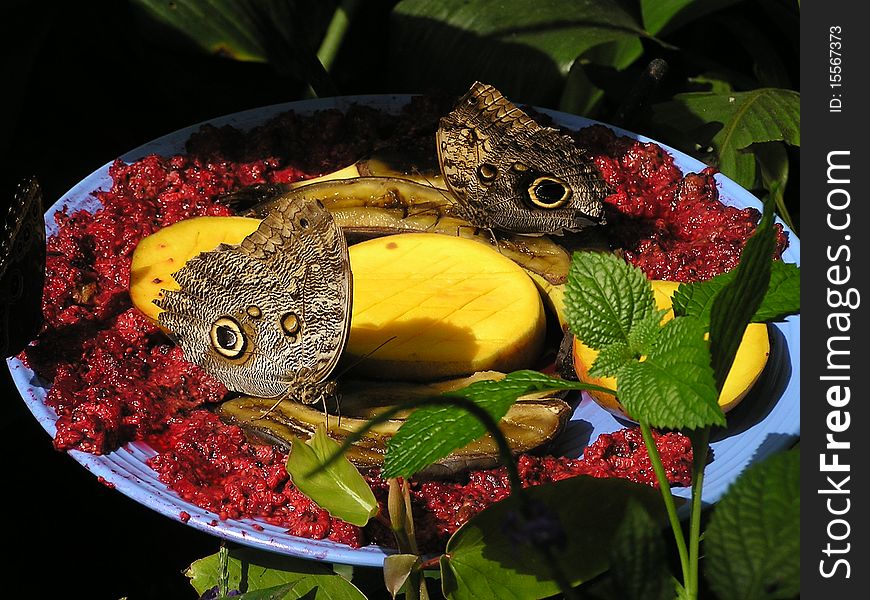 Two butterflies eating a dish full of fruits. Two butterflies eating a dish full of fruits.