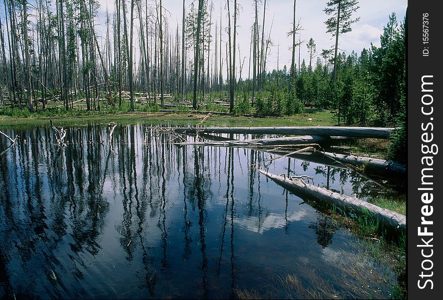 Reflections in pond at Yellowstone Park. Reflections in pond at Yellowstone Park