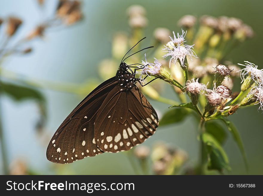 Common eggfly butterfly -Hypolimnas bolina, also known as Varied Eggfly Butterflies. They are called Blue Moon Butterflies in New Zealand. Common eggfly butterfly -Hypolimnas bolina, also known as Varied Eggfly Butterflies. They are called Blue Moon Butterflies in New Zealand.