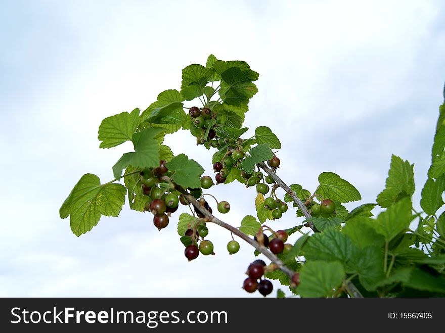 Two green branches of a currant with berries against the sky. Two green branches of a currant with berries against the sky