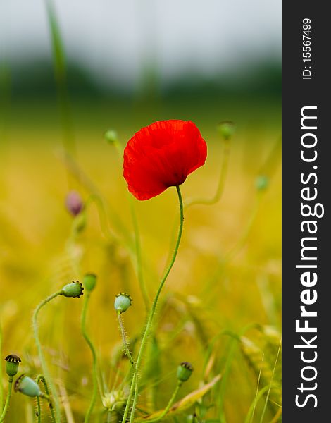 Red poppy in a barley field