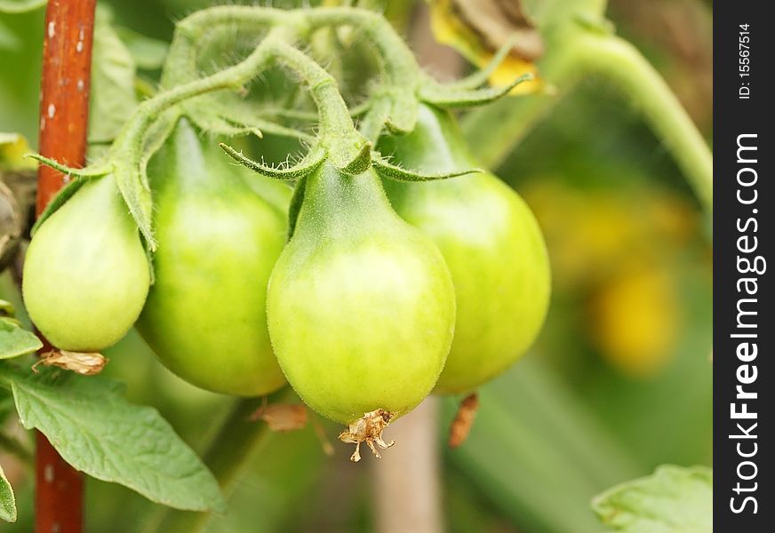 Stem of green tomatoes, the maturing harvest