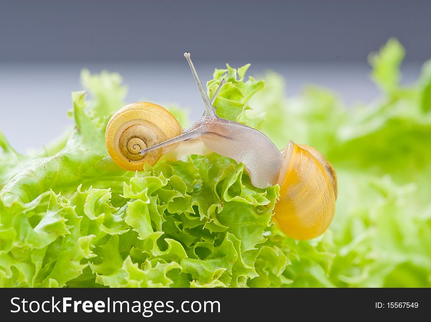 Two yellow snails on Lettuce (salad). Two yellow snails on Lettuce (salad)