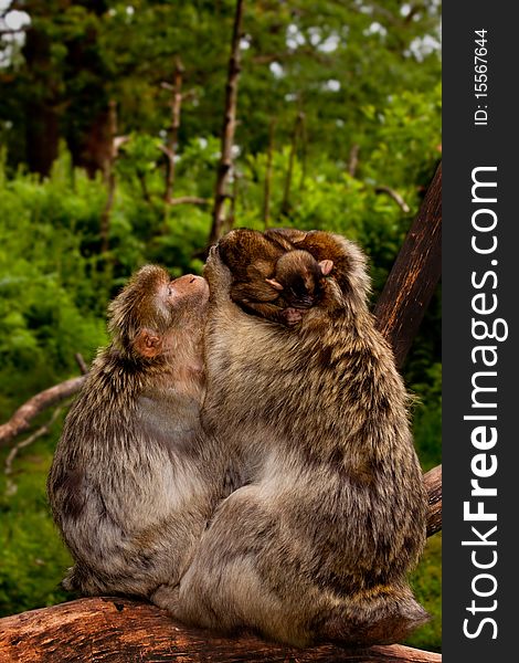 Two large Barbary macaque monkeys sit hugging and playing with their baby on a large tree branch in the heart of the Staffordshire Countryside, England. Two large Barbary macaque monkeys sit hugging and playing with their baby on a large tree branch in the heart of the Staffordshire Countryside, England.