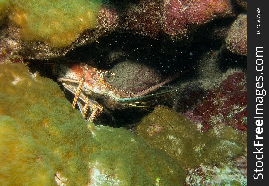 Reef of chinchorro banks mexico. Reef of chinchorro banks mexico