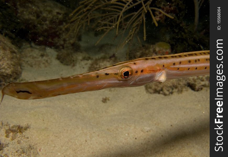 trumpetfish I