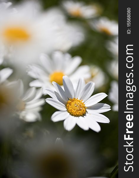 A Garden with Anthemis maritima.