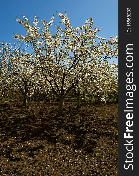 Flowered Cherry Tree