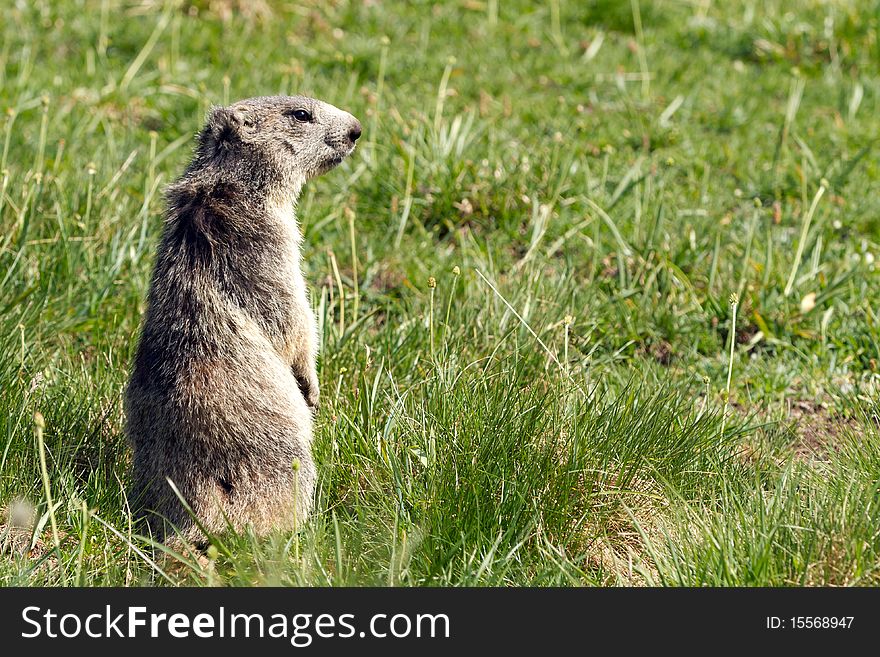 Marmot In The Alps