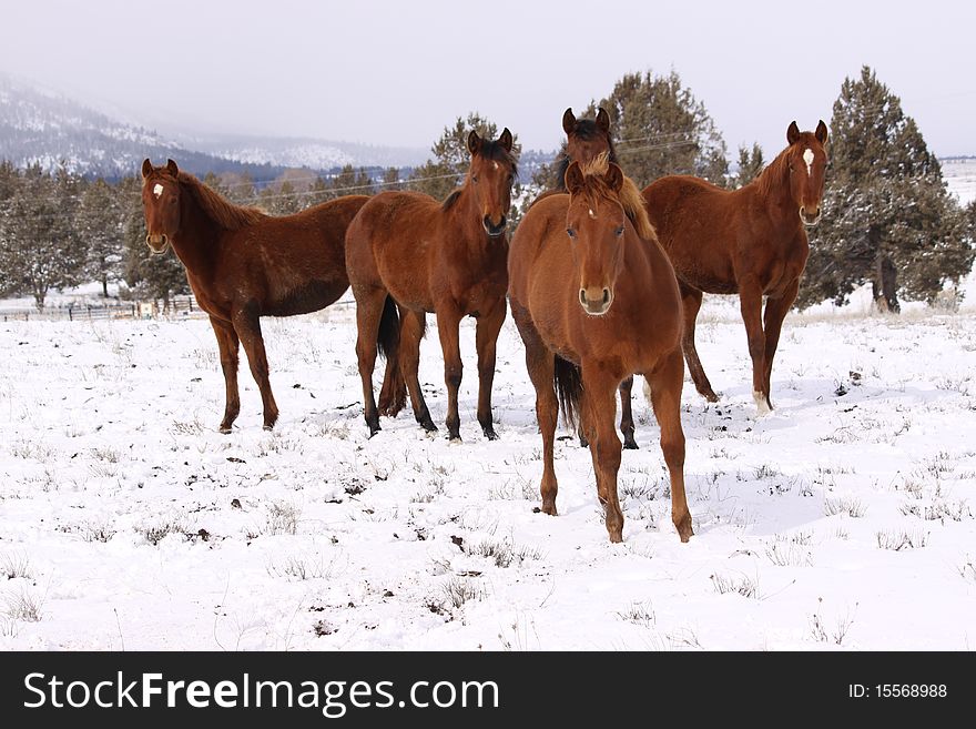 This sorrel Quarter Horse filly strikes a pose for the camera as leader of the herd. This sorrel Quarter Horse filly strikes a pose for the camera as leader of the herd.